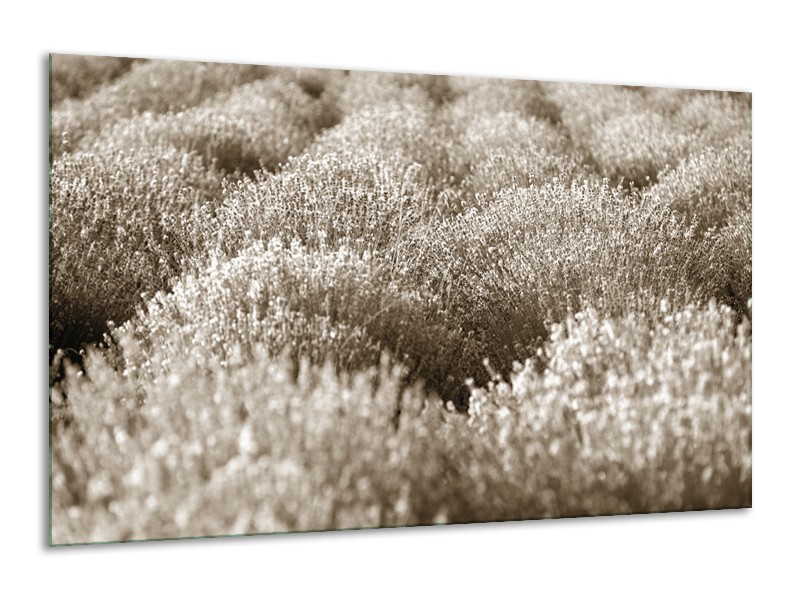 Glasschilderij Bloemen | Sepia | 120x70cm 1Luik