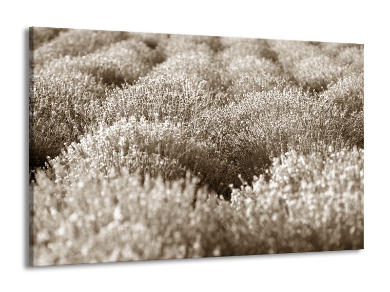 Glasschilderij Bloemen | Sepia | 140x90cm 1Luik