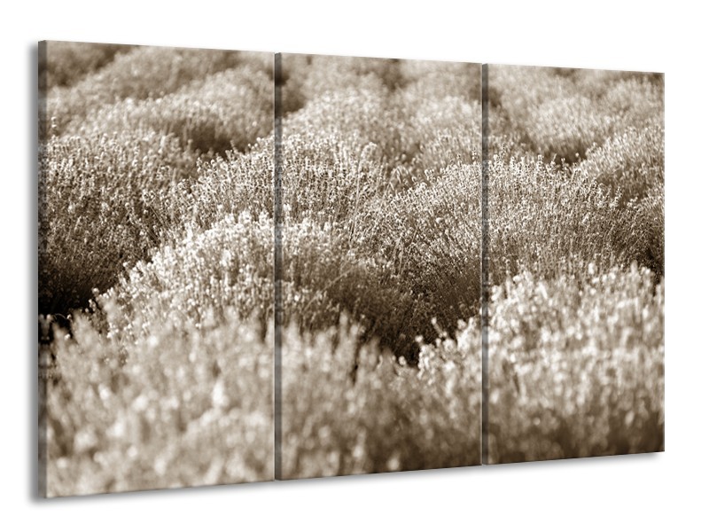 Canvas Schilderij Bloemen | Sepia | 165x100cm 3Luik