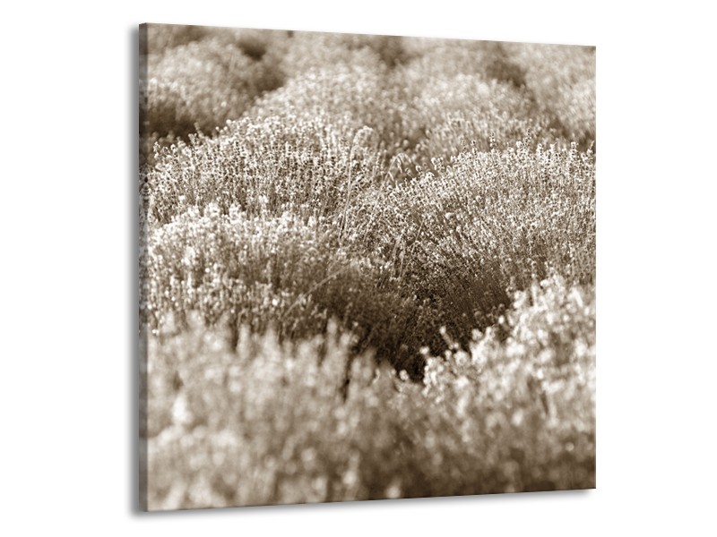 Glasschilderij Bloemen | Sepia | 70x70cm 1Luik