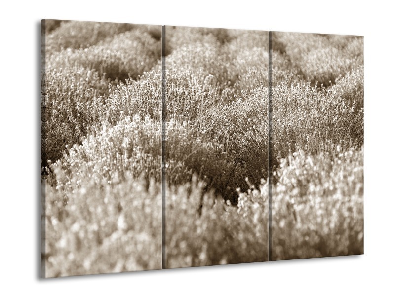 Glasschilderij Bloemen | Sepia | 60x90cm 3Luik