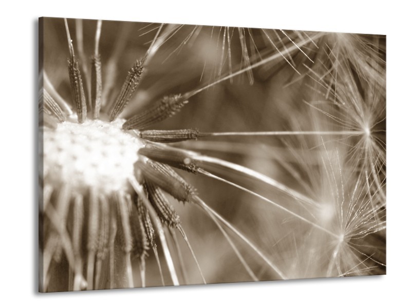 Canvas Schilderij Bloem | Sepia | 100x70cm 1Luik