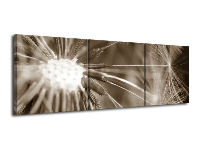 Glasschilderij Bloem | Sepia | 120x40cm 3Luik