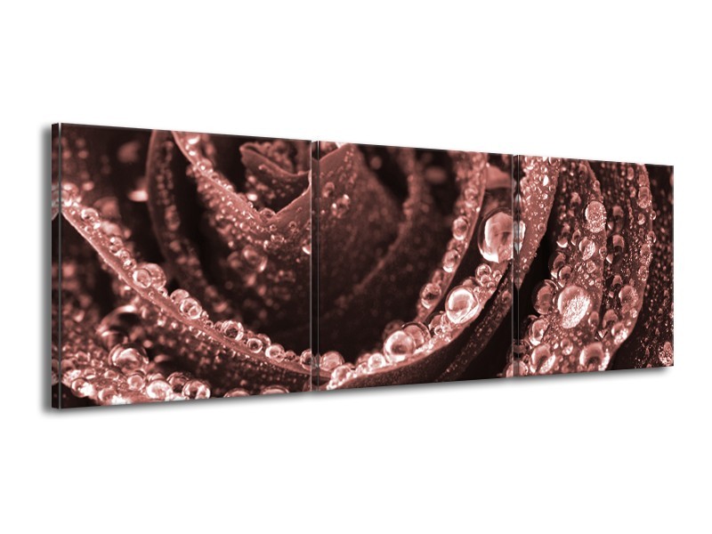 Glasschilderij Bloem, Roos | Bruin, Rood | 150x50cm 3Luik