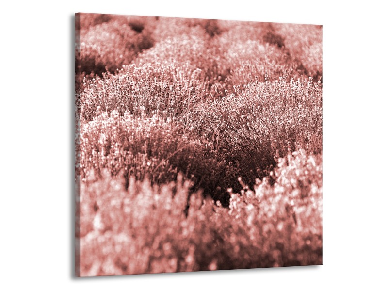 Canvas Schilderij Bloemen | Bruin, Rood | 70x70cm 1Luik