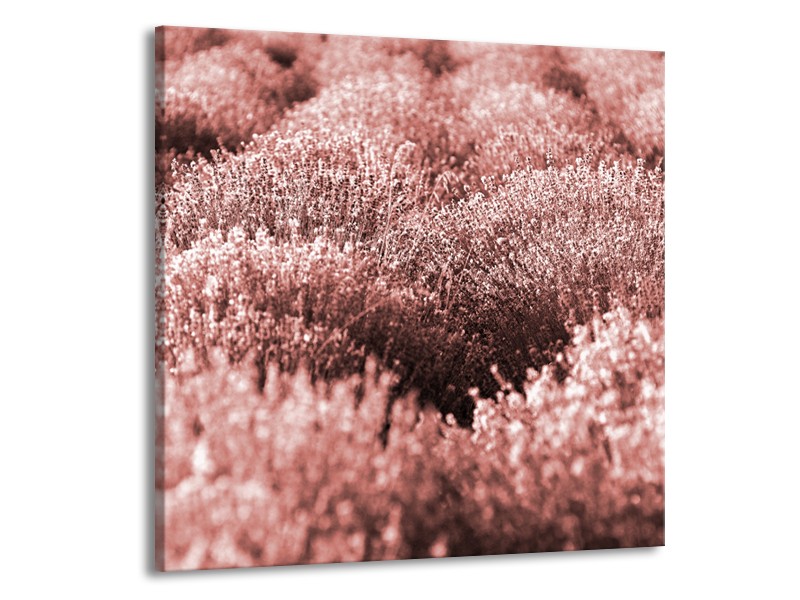 Glasschilderij Bloemen | Bruin, Rood | 70x70cm 1Luik