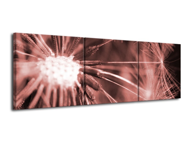 Glasschilderij Bloem | Bruin, Rood | 120x40cm 3Luik