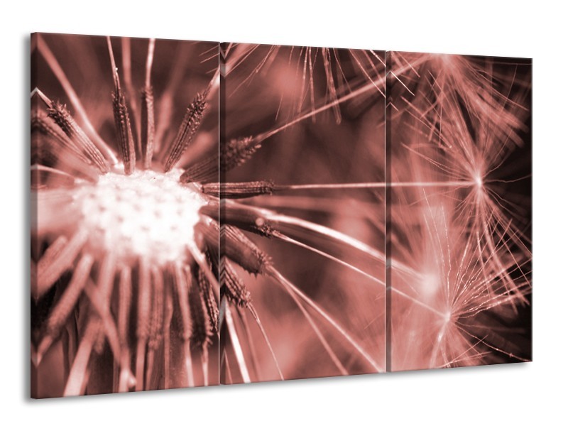 Glasschilderij Bloem | Bruin, Rood | 165x100cm 3Luik