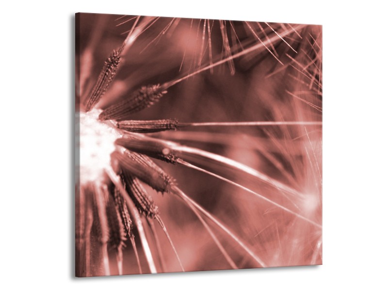 Glasschilderij Bloem | Bruin, Rood | 50x50cm 1Luik