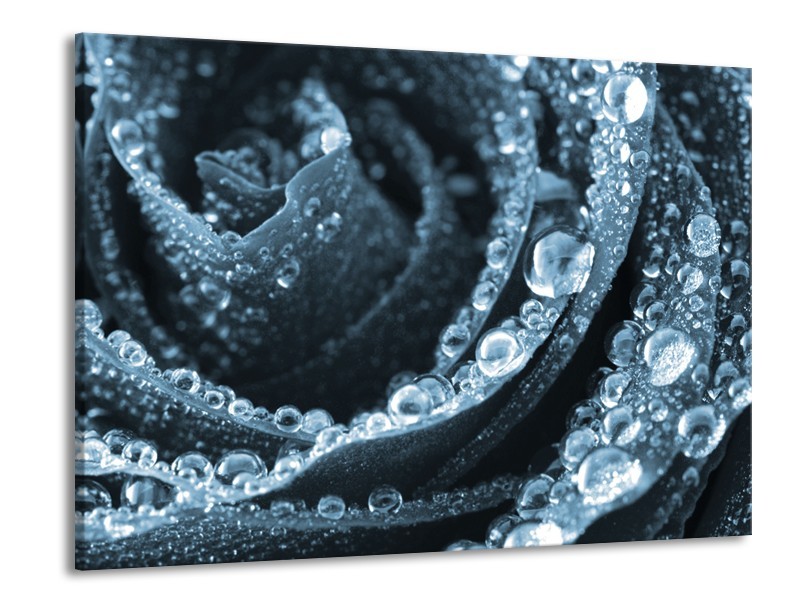 Canvas Schilderij Roos | Blauw | 100x70cm 1Luik