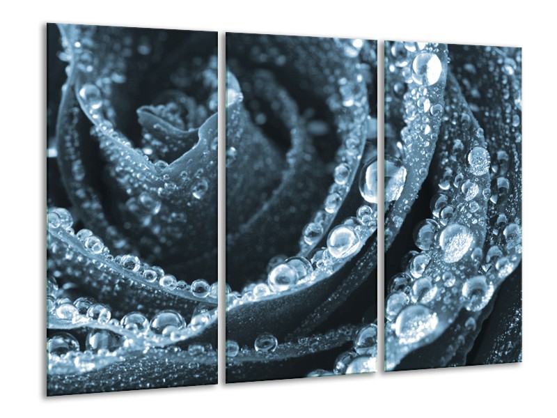 Canvas Schilderij Roos | Blauw | 120x80cm 3Luik