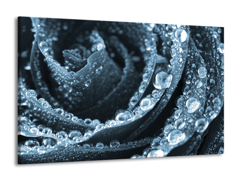 Canvas Schilderij Roos | Blauw | 140x90cm 1Luik