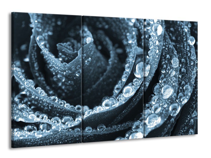 Canvas Schilderij Roos | Blauw | 165x100cm 3Luik