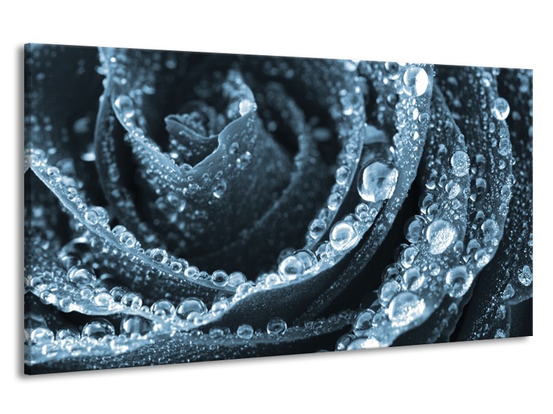 Canvas Schilderij Roos | Blauw | 190x100cm 1Luik