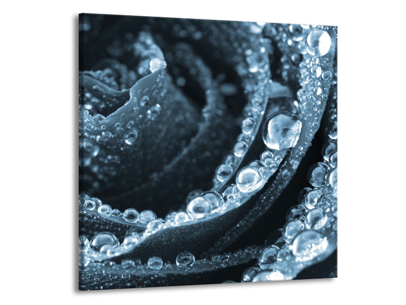 Canvas Schilderij Roos | Blauw | 50x50cm 1Luik