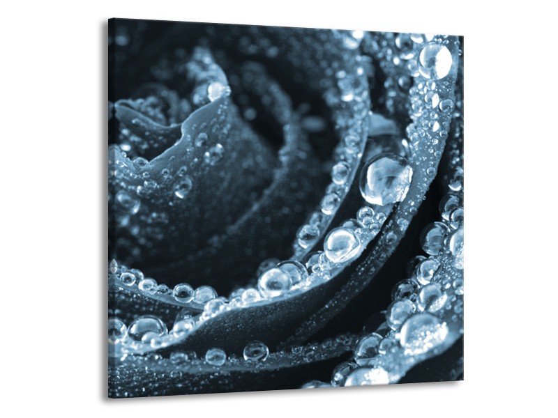 Canvas Schilderij Roos | Blauw | 70x70cm 1Luik