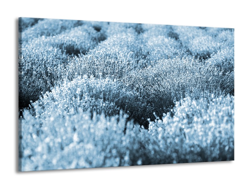 Glasschilderij Bloem | Blauw | 140x90cm 1Luik