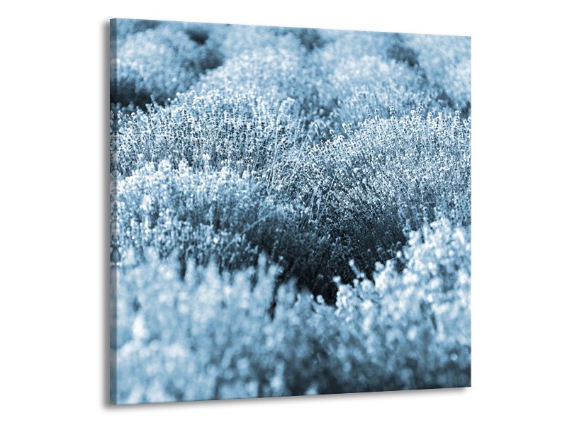 Canvas Schilderij Bloem | Blauw | 50x50cm 1Luik