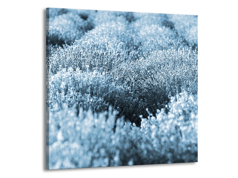 Glasschilderij Bloem | Blauw | 70x70cm 1Luik