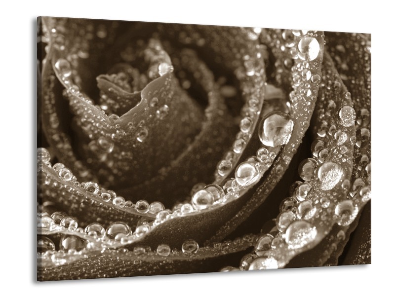 Glasschilderij Bloem, Roos | Sepia | 100x70cm 1Luik