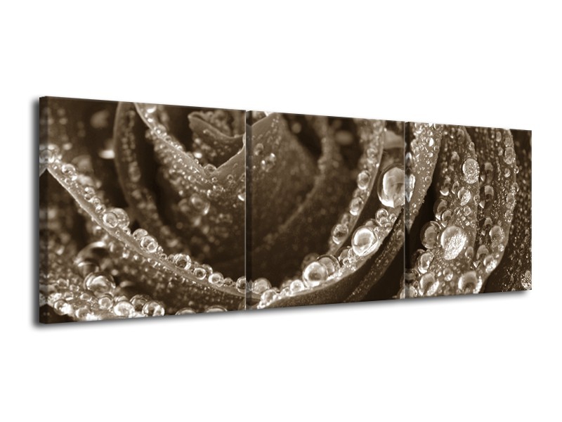 Canvas Schilderij Bloem, Roos | Sepia | 120x40cm 3Luik