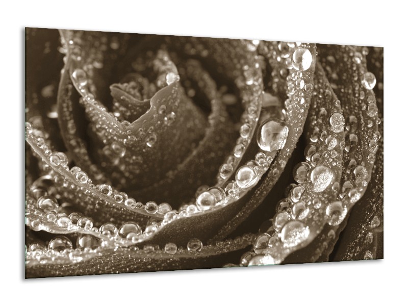 Canvas Schilderij Bloem, Roos | Sepia | 120x70cm 1Luik