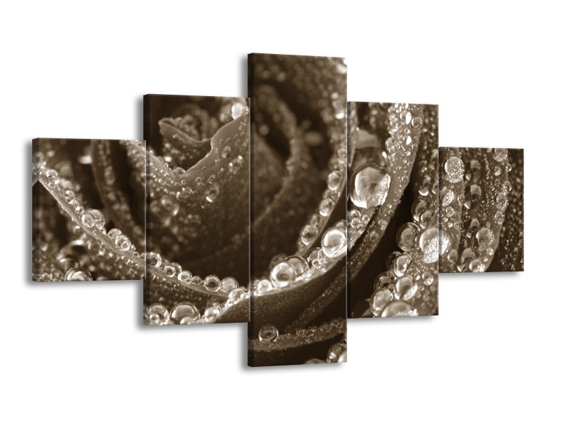Glasschilderij Bloem, Roos | Sepia | 125x70cm 5Luik