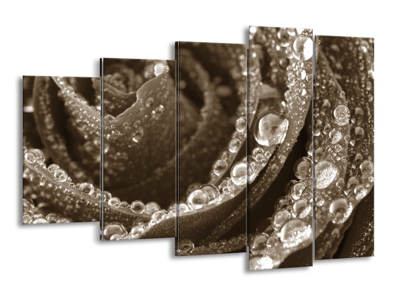 Canvas Schilderij Bloem, Roos | Sepia | 150x100cm 5Luik