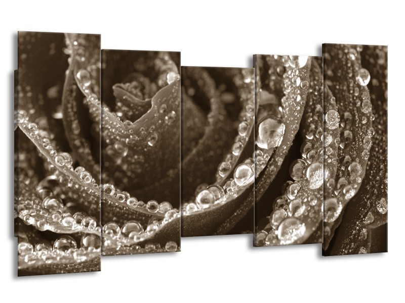 Canvas Schilderij Bloem, Roos | Sepia | 150x80cm 5Luik