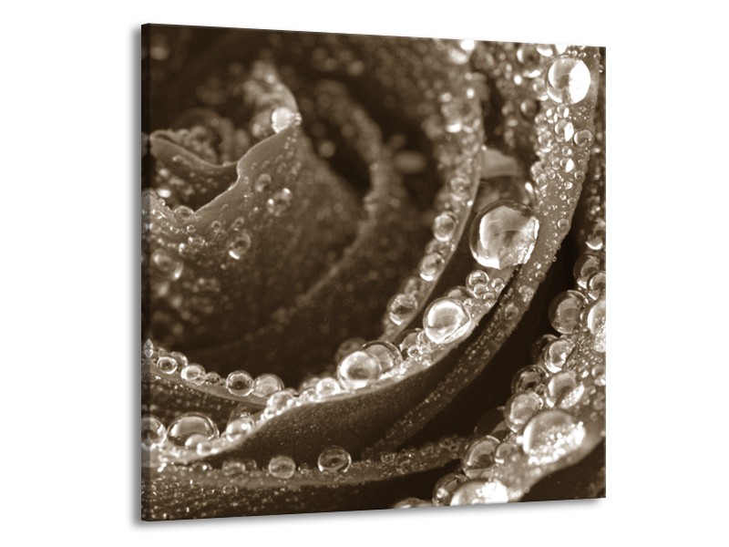 Canvas Schilderij Bloem, Roos | Sepia | 70x70cm 1Luik