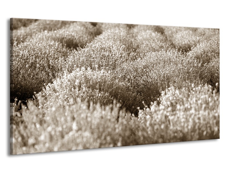 Canvas Schilderij Bloem | Sepia | 190x100cm 1Luik