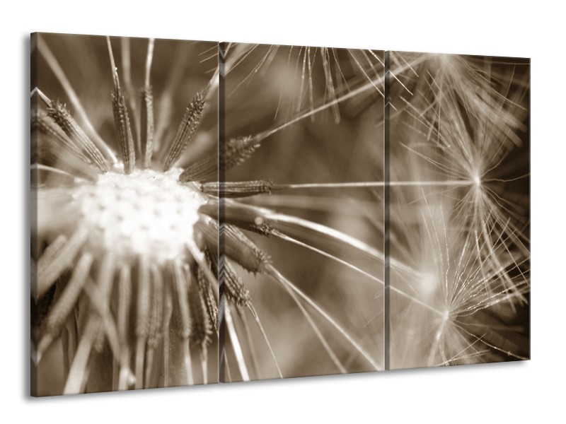 Glasschilderij Bloem | Sepia | 165x100cm 3Luik