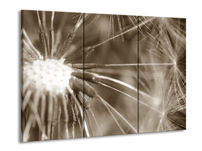 Glasschilderij Bloem | Sepia | 60x90cm 3Luik