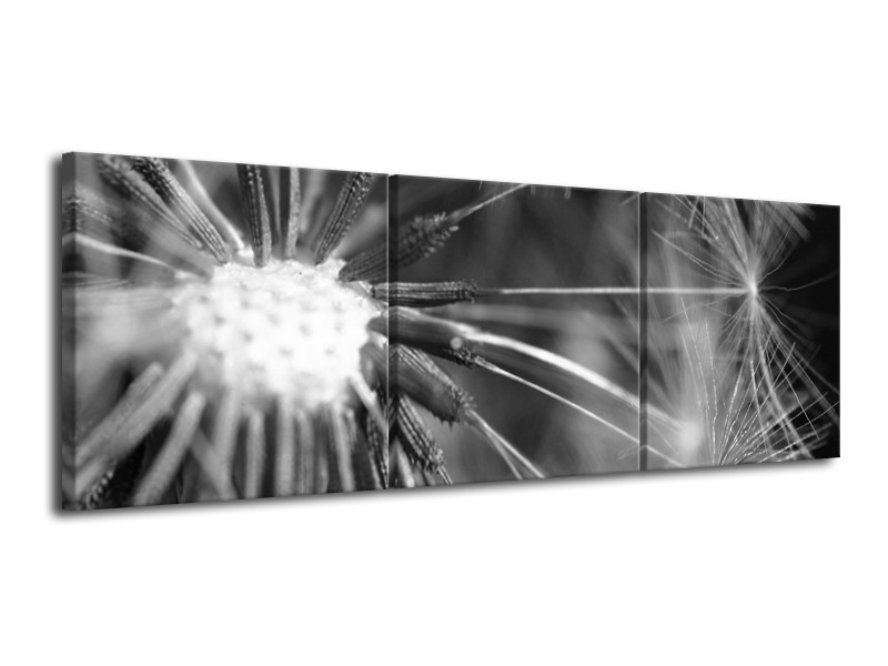 Glasschilderij Bloem | Grijs, Zwart | 120x40cm 3Luik