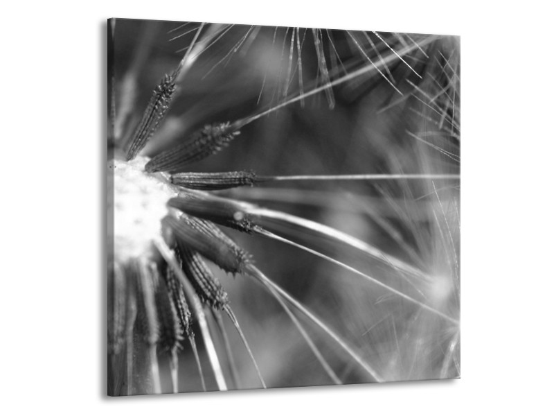 Glasschilderij Bloem | Grijs, Zwart | 70x70cm 1Luik