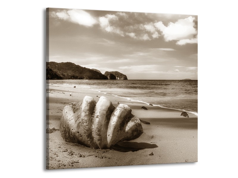 Glasschilderij Schelp, Strand | Sepia | 70x70cm 1Luik