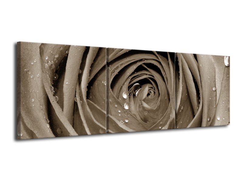 Glasschilderij Bloem, Roos | Sepia | 120x40cm 3Luik