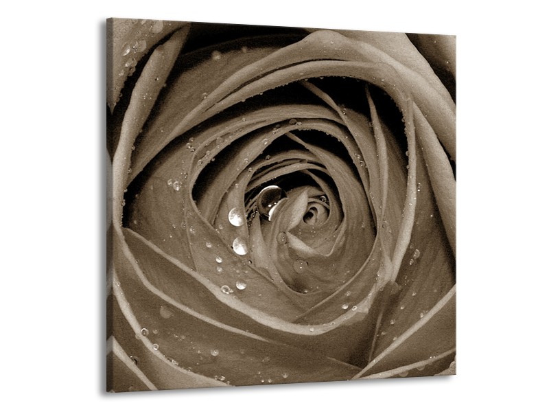 Canvas Schilderij Bloem, Roos | Sepia | 70x70cm 1Luik