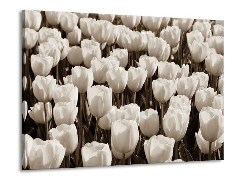 Canvas Schilderij Bloem, Tulpen | Sepia | 100x70cm 1Luik