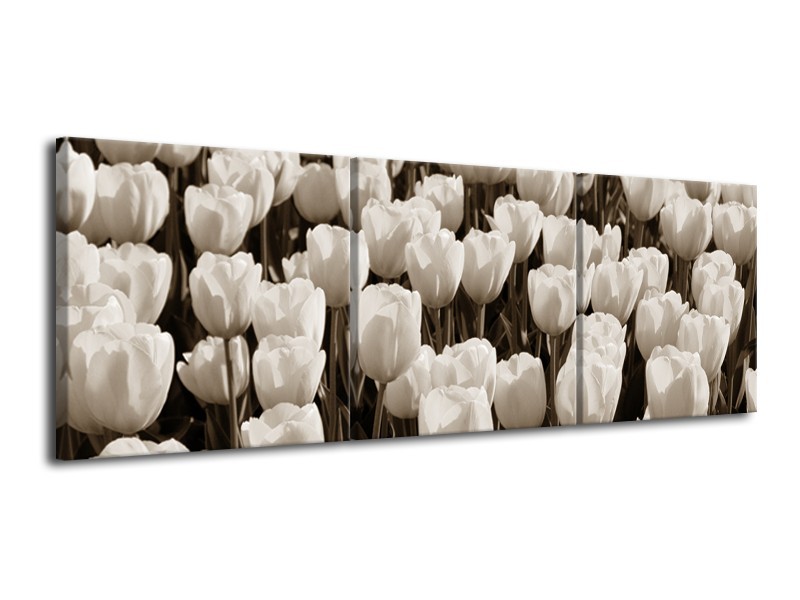 Glasschilderij Bloem, Tulpen | Sepia | 120x40cm 3Luik