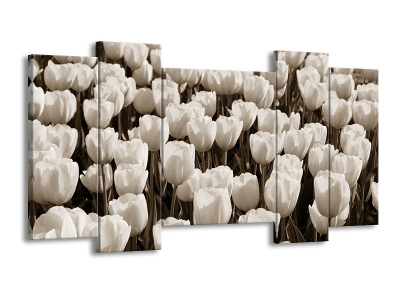 Glasschilderij Bloem, Tulpen | Sepia | 120x65cm 5Luik