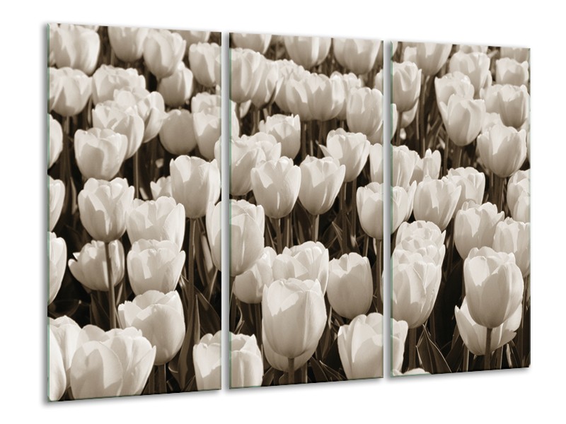 Glasschilderij Bloem, Tulpen | Sepia | 120x80cm 3Luik