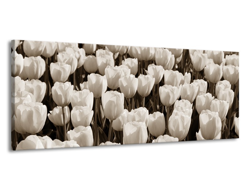 Glasschilderij Bloem, Tulpen | Sepia | 145x58cm 1Luik