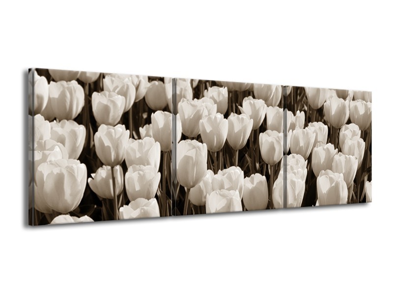 Canvas Schilderij Bloem, Tulpen | Sepia | 150x50cm 3Luik