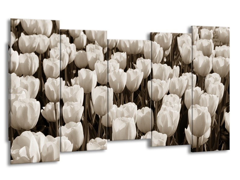 Glasschilderij Bloem, Tulpen | Sepia | 150x80cm 5Luik