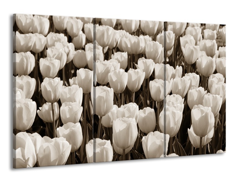 Glasschilderij Bloem, Tulpen | Sepia | 165x100cm 3Luik