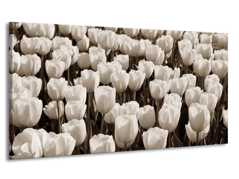 Canvas Schilderij Bloem, Tulpen | Sepia | 170x90cm 1Luik