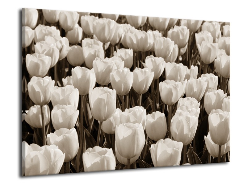 Canvas Schilderij Bloem, Tulpen | Sepia | 70x50cm 1Luik