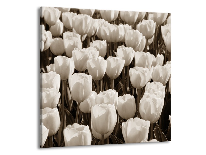 Canvas Schilderij Bloem, Tulpen | Sepia | 70x70cm 1Luik