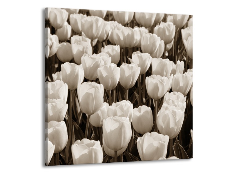 Glasschilderij Bloem, Tulpen | Sepia | 70x70cm 1Luik